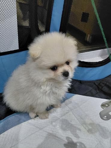 it sortu: Şpitz — 2