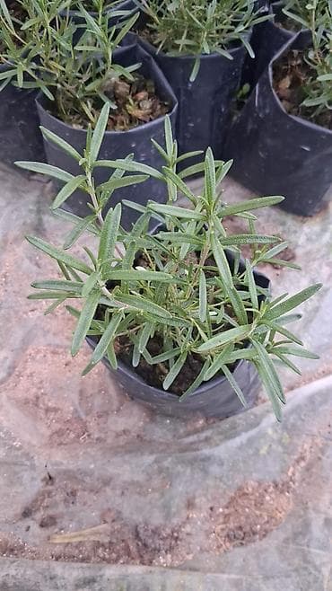 atatürk çiçeyi: Margaritka (Argyranthemum frutescens) kolları – ağ və çəhrayı — 7