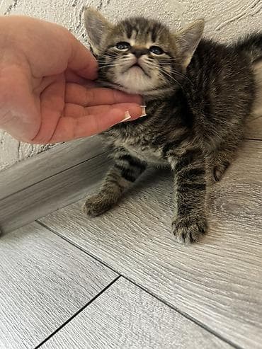 pişik eşyalari: Tabbi, Yaxşı əllərə, Ödənişli çatdırılma — 4