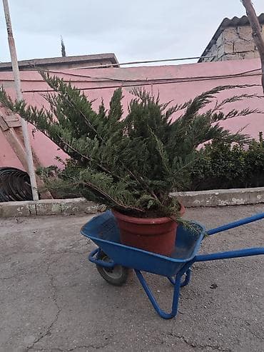 dekor dasi: Dekorativ bağ bitkiləri – qablarda - Cordyline (rəngli zolaqlı — 6