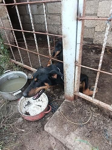 itlərin təlimi: Doberman, 11 ay, Dişi — 3