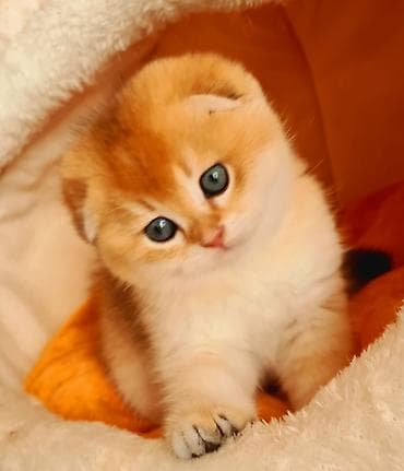 pişik adları: Şotland, Erkək, Dişi, Ödənişli çatdırılma — 3