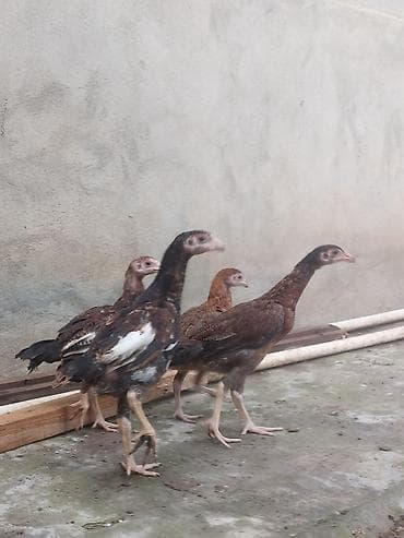 cüce: Toyuq cücələri, Damazlıq — 4