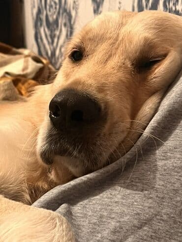 С/х животные и товары: Ретривер, С прививками — 4