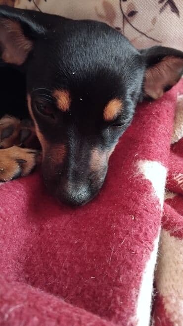 отдам в хорошие руки щенка: Zvonok, 4 ay, Dişi, Peyvəndli, Ünvandan götürmə, Pulsuz çatdırılma — 1