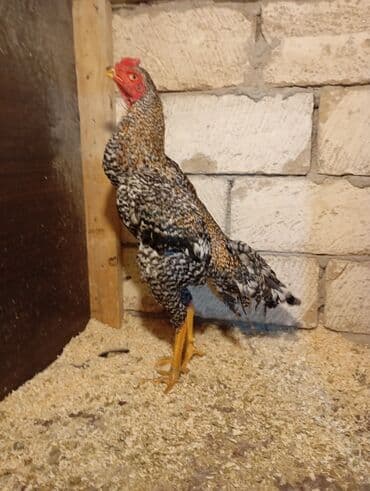 Mərmər effektli PVC panellər: Xoruz, Heyratı, il: 1, Ünvandan götürmə — 3