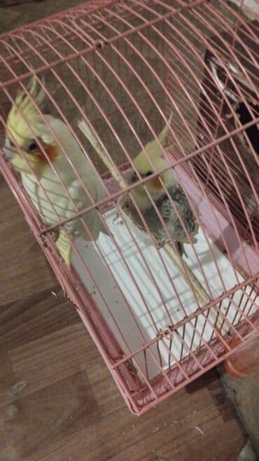 cuce qefes: Nişanlı nimfa tutuquşuları (Cockatiel) – 2 ədəd - Rənglər: krem/sarı — 1