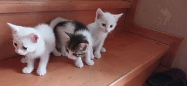 ağ pişik balası: Tabbi, Yaxşı əllərə — 2