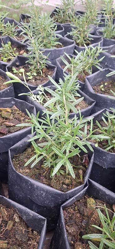 Самовары: Məhsul: Rozmarin (Rosmarinus officinalis) fidanları – torflu — 2