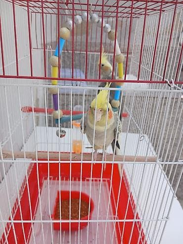 qefes: Erkey disidi satmaq meqsedim ölkeden gedirem baxan olmayacaq qefes — 2