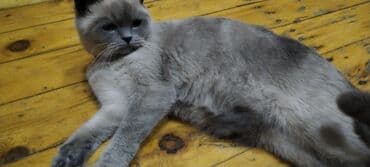 pişik latoku: Britan, Dişi — 6