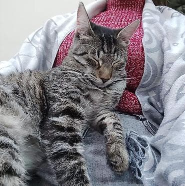 Heyvanlar üçün mallar: Erkək, Yaxşı əllərə — 3