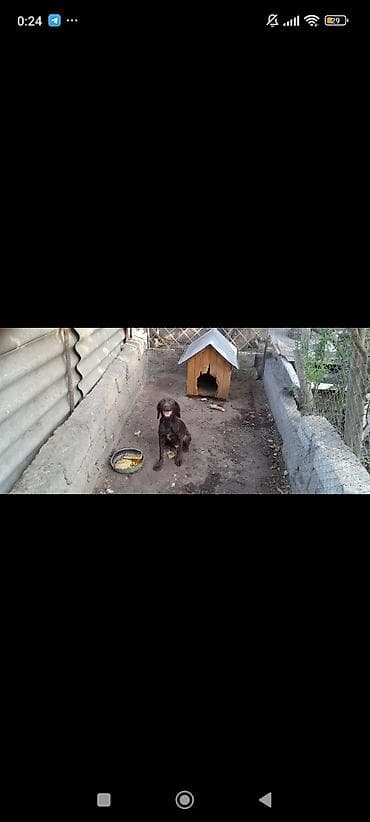 alabay itləri: Kurtxar, 4 ay, Erkek, Ünvandan götürmə — 5