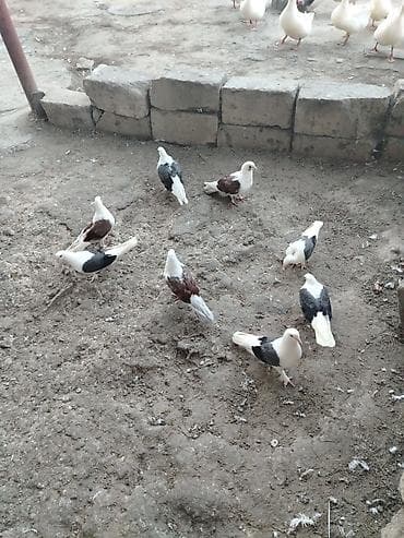 Ev göyərçinləri – qarışıq rəngli sürü - Növ: ev göyərçinləri (uçuruşa