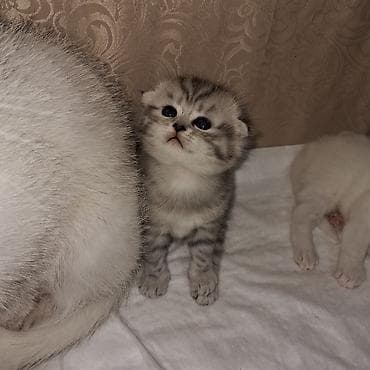 samoyed satisi: Şinşilla, Dişi — 7