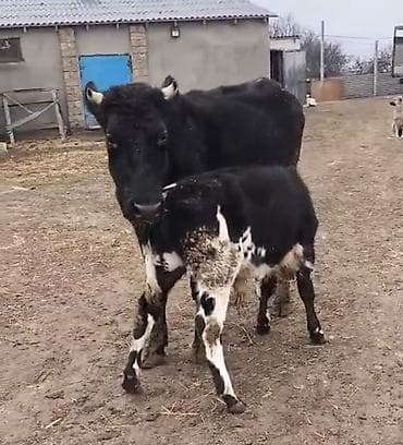 tap.az danalar: Dişi, il: 2, 520 kq, Südlük, Ünvandan götürmə — 2