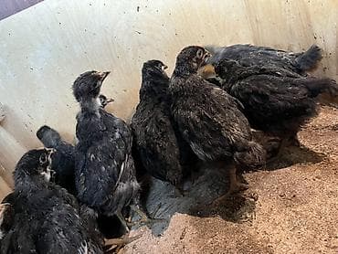 cucə balası: Toyuq cücələri, Damazlıq, Ünvandan götürmə — 3