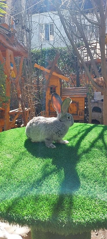 heyvanlar at: Wekilde gorduyunuz temiz Qan 2 ay yarimliq Rizen bala satilir xeyvanin — 9