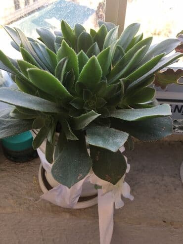 dipçək: Dipcək ev bitkileri qiymətlər 5 manatdan başlayir — 6