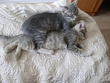 ev sıçanı: Tabbi, Yaxşı əllərə — 3