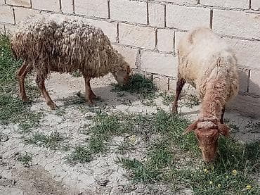 erkek pişik adları: 2 dənə qoyun biri 160 manat — 2