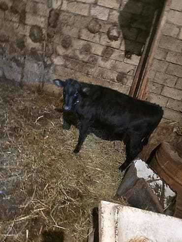 ucuz ev itleri: Satılır: Qara bala (dana) - Növ: iri buynuzlu heyvan, qara rəngli — 1