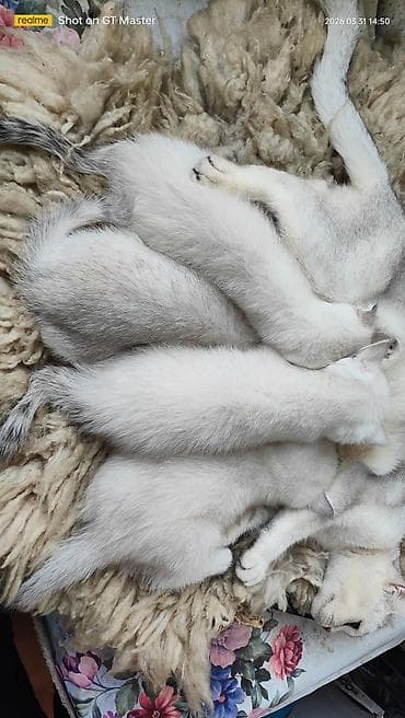 pişiyler: Şotland yastı qulaq — 9