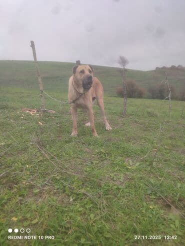 Quşlar: Kanqal, 3 il, Erkek — 2