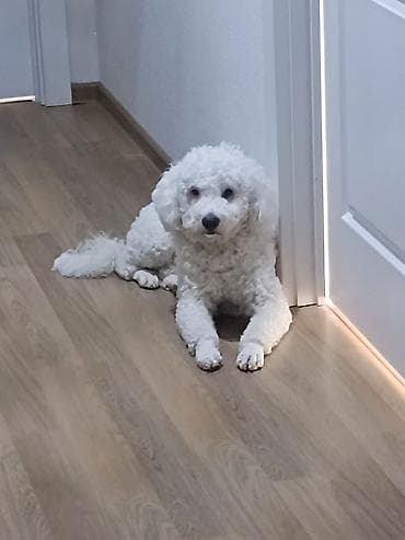 Грызуны: Пудель, 3 годa, Самец, С прививками — 2