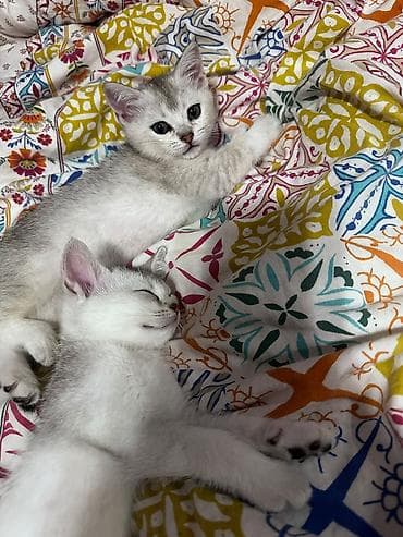 pişik sumkasi: Britan — 4