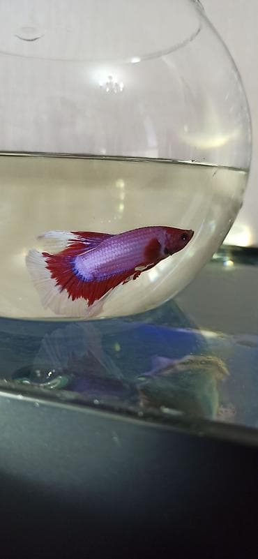 akvarium silikon: Betta (Petuşok balığı), Sülhsevər — 4
