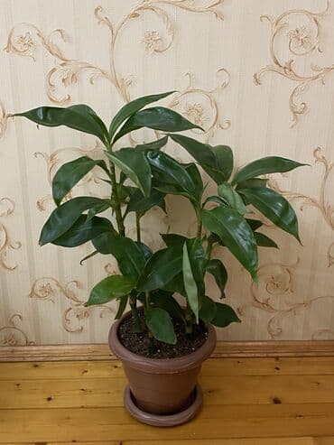 ev gullerinin satisi: Otaq bitkisi – Drasena (Dracaena fragrans tipli), dekorativ iri — 2
