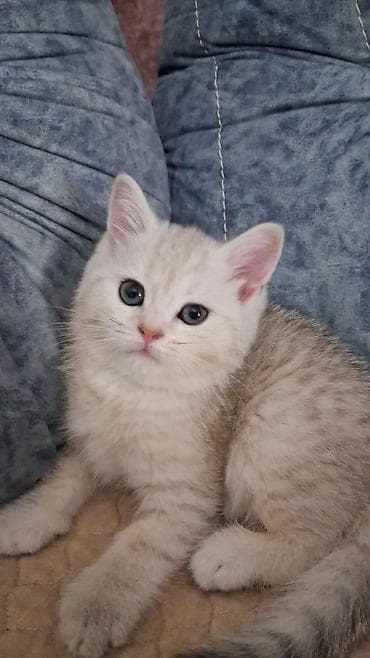 munchkin pişik qiymeti: Şinşilla, Dişi, Yaxşı əllərə, Ünvandan götürmə, Ödənişli çatdırılma — 3