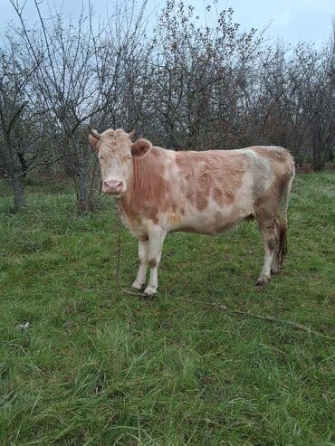 inək şəkli: Dişi, il: 6, Ünvandan götürmə — 2