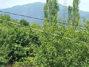 12 sot, Tikinti, Mülkiyyətçi, Kupça (Çıxarış) — 8