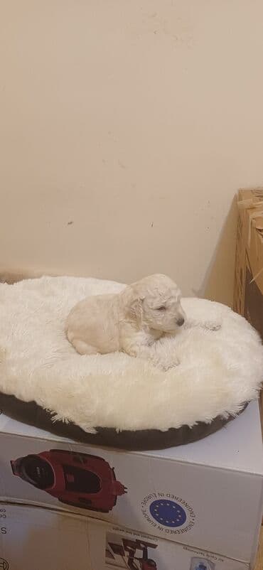 hind qusu satisi: Pudel, Dişi, Peyvəndli, Ödənişli çatdırılma — 7