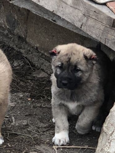 qafqaz çoban iti satilir: Qurdbasar, 1 ay, Erkek — 4