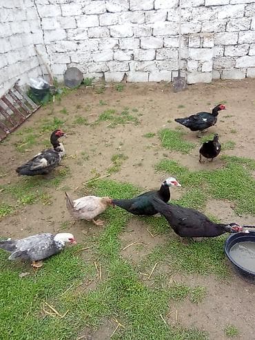 Lal ordeyler satlir dişler yumurtalayir 15 yaxin usdunde yumurta