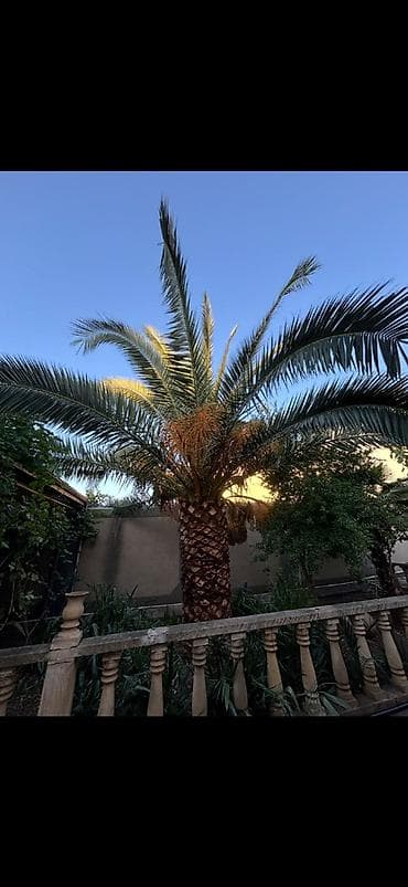 şabalıd ağacı: Şəkildə gördüyünüz Xurma Palmasıdır. Bahalı sortdu. Satılır. 2 metr — 1