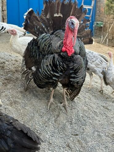 atla eşşəyin cütləşməsi: Erkək, Damazlıq — 6