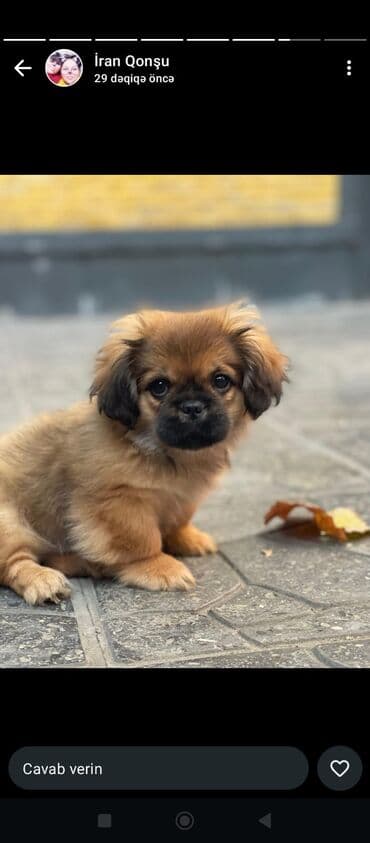 İtlər: Pekines, 4 ay, Erkek, Peyvəndli — 1