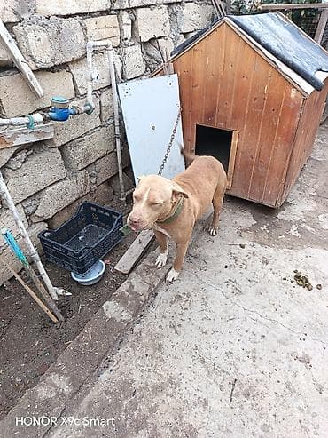 erkey quzular: Pitbul, 1 il — 2