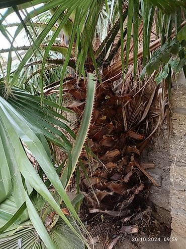 polad ağacı: Məhsul: Dekorativ xurma palmiyesi (fan formalı yarpaqlı) Təsvir: - — 2