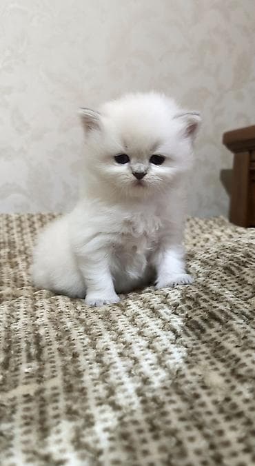 pişiy: Britan — 8