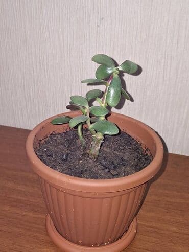 Bitkilər: Crassula ovata (Pul ağacı) Bitki tam sağlamdır, zərərvericilər — 3