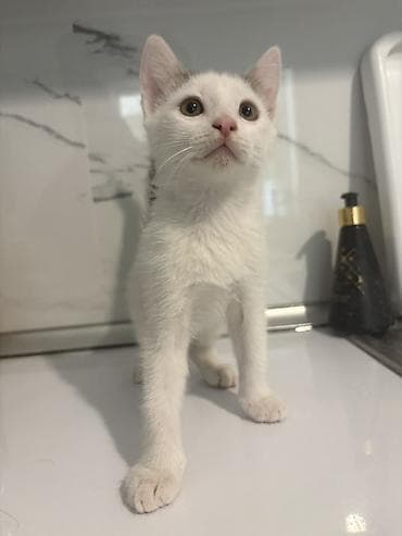 pişik satilir: Yaxşı əllərə, Ünvandan götürmə — 4