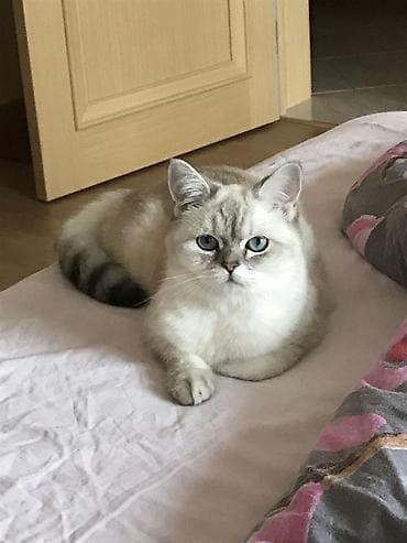 Britan yastı qulaq — 8