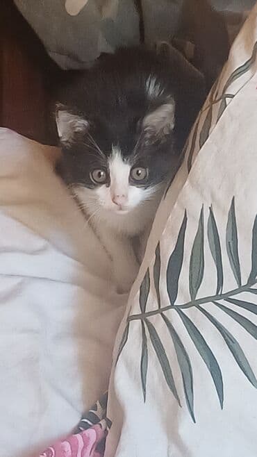 qara pişik şəkilləri: Dişi, Yaxşı əllərə, Ünvandan götürmə — 2