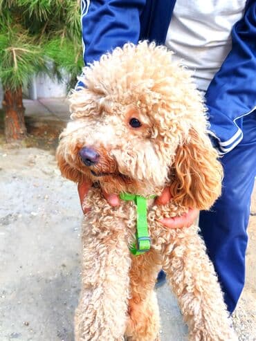 продам собаку объявление: Пудель, 1 год, Самец, С прививками, Самовывоз — 2