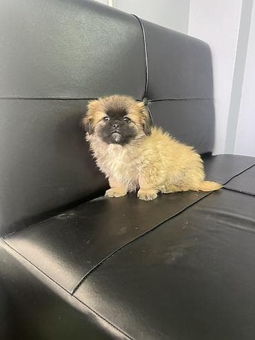 Quşlar: Pekines — 1